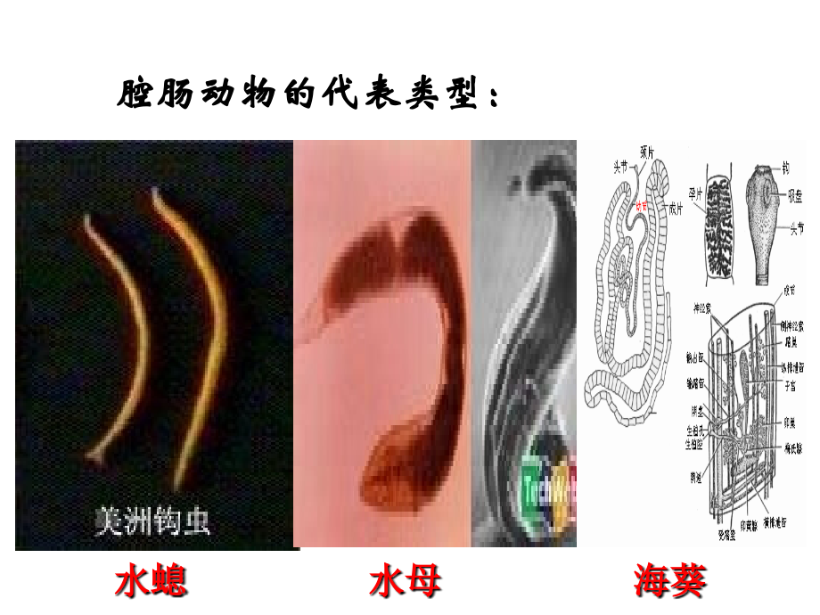 新人教版八年级上册生物第一章复习.ppt_第2页