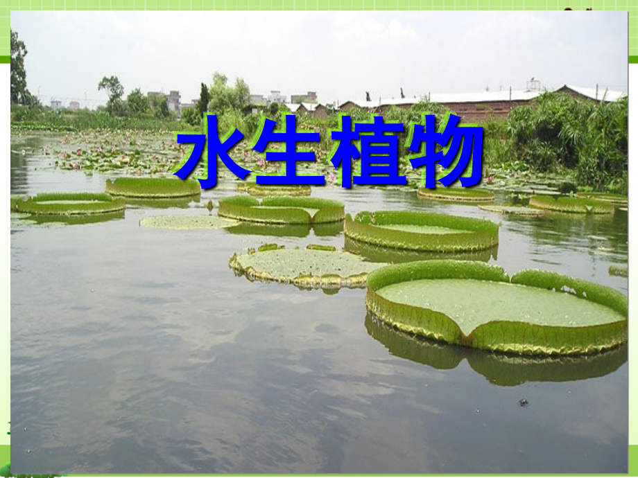 教科版三年级科学上册课件：《水生植物》第1课时——课件.ppt_第1页