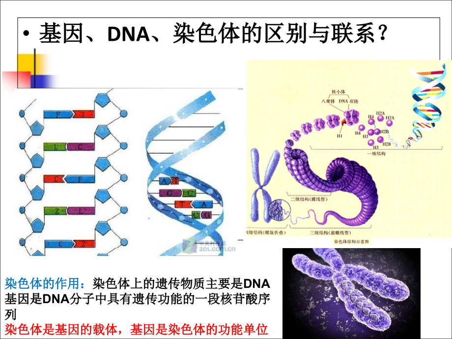 教学人类遗传的细胞基础.ppt_第2页
