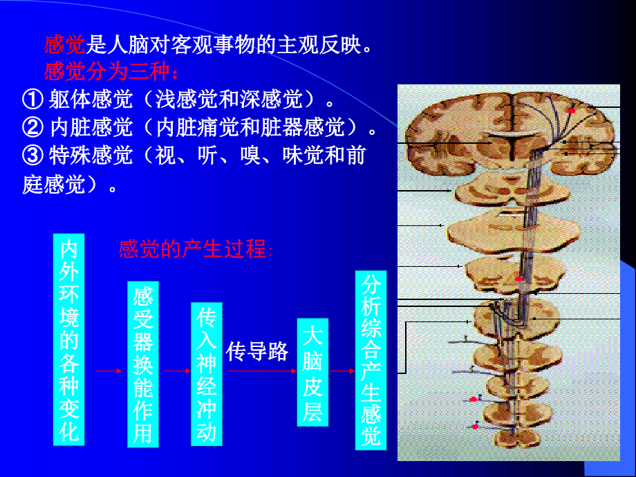 感觉的形成.ppt_第2页