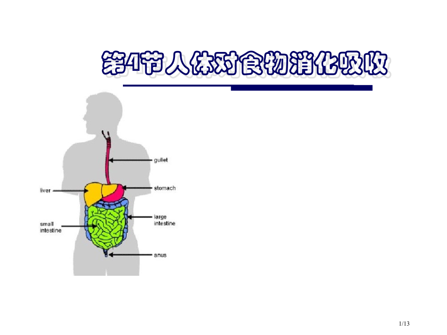 七年级生物上册3.5.4人体对食物的消化吸收教案全国公开课一等奖百校联赛微课赛课特等奖课件.pptx_第1页