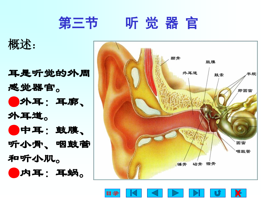 感觉器官3.ppt_第1页