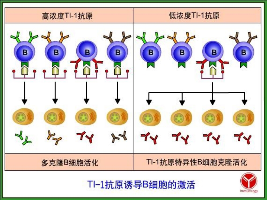 动物免疫学第七章--B细胞介导的体液免疫应答.ppt_第2页