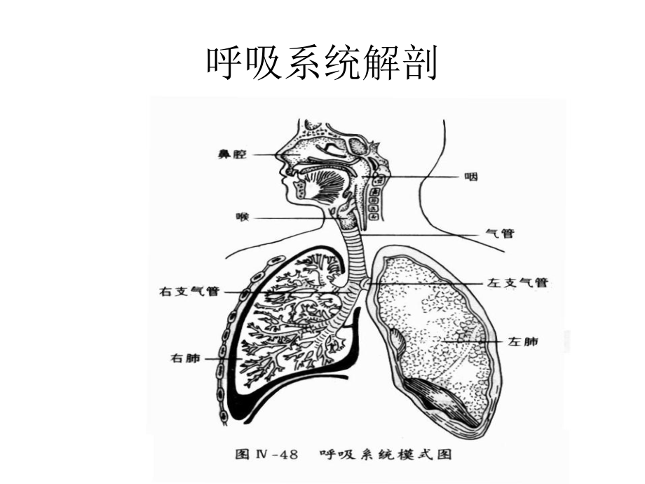 慢阻肺病人护理.ppt_第1页