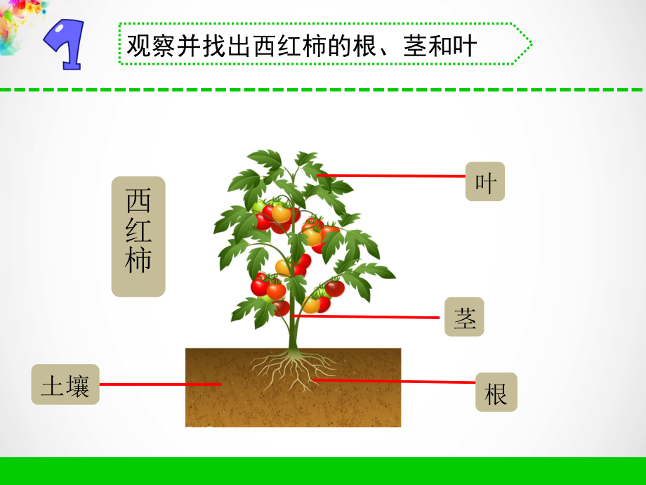 新教材苏教版三年级下册《科学》8.石头上的植物ppt课件.ppt_第1页