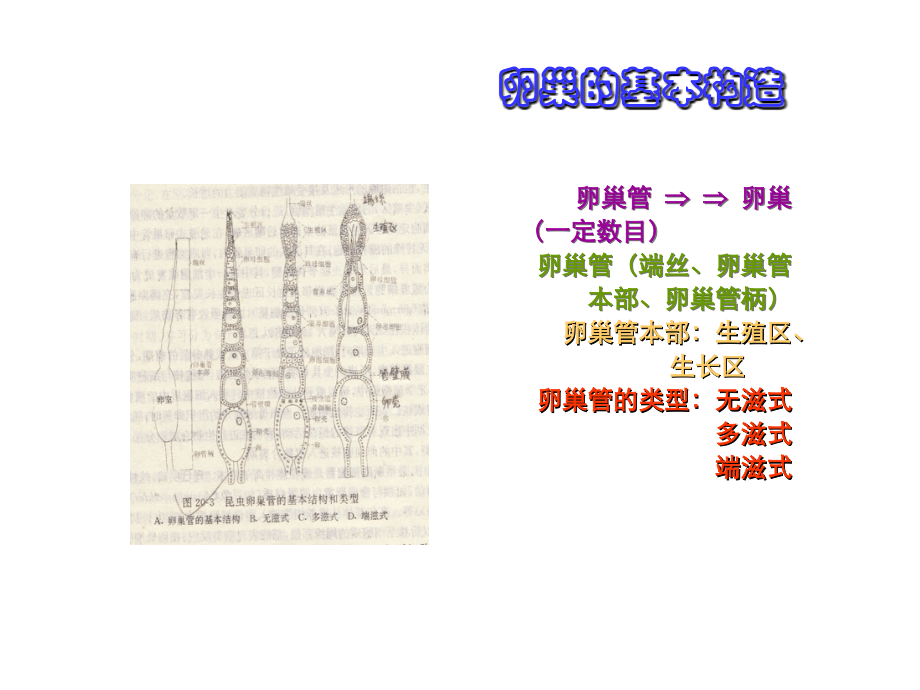 昆虫生理.ppt_第2页