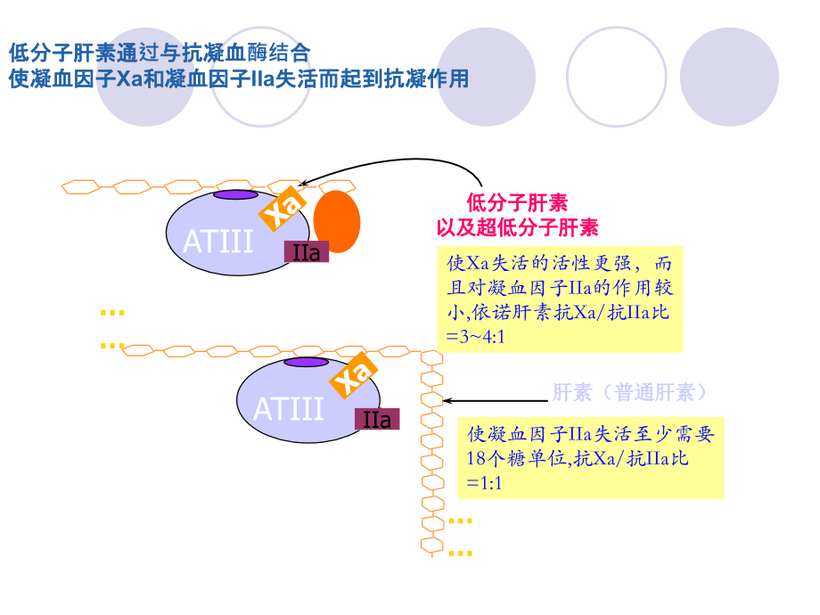 所有的低分子肝素都相同吗.ppt_第2页
