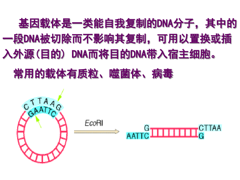 操纵子理论在基因工程的应用.ppt_第2页