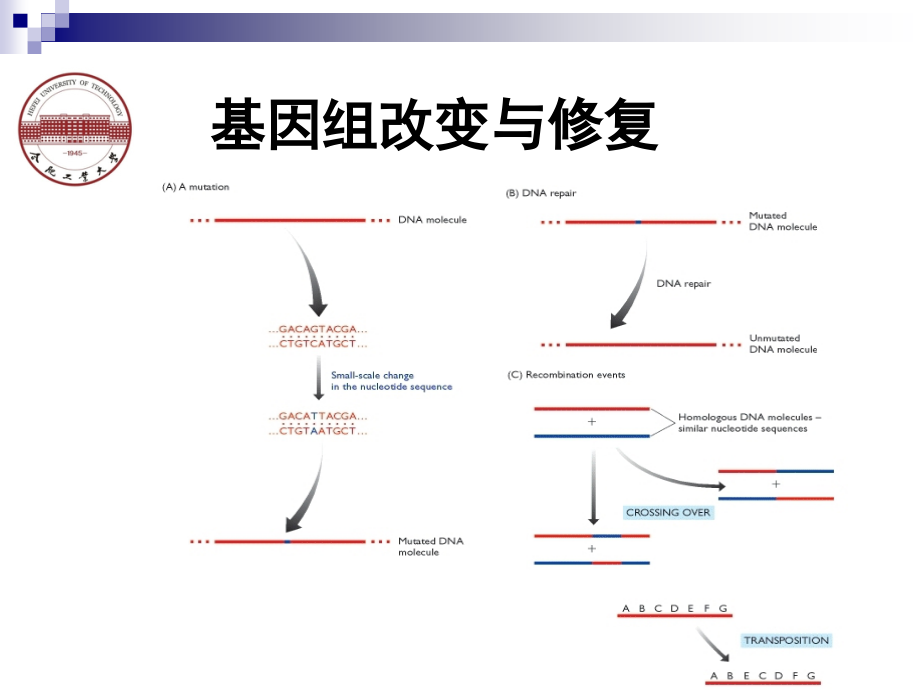 基因组学-第3章-基因组结构的维持.ppt_第2页