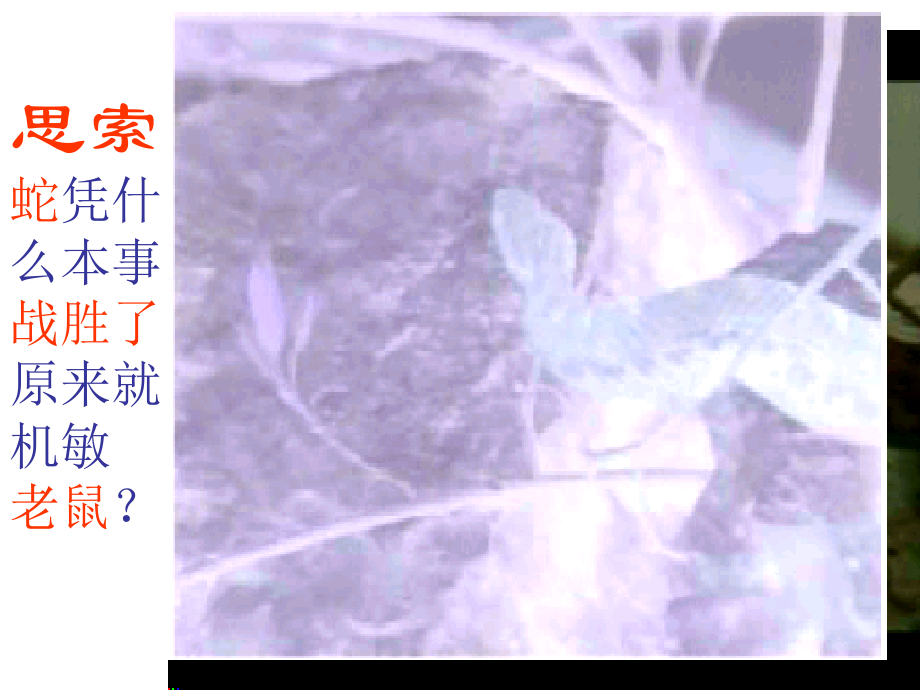 高中生物必修3---神经调节.pptx_第1页