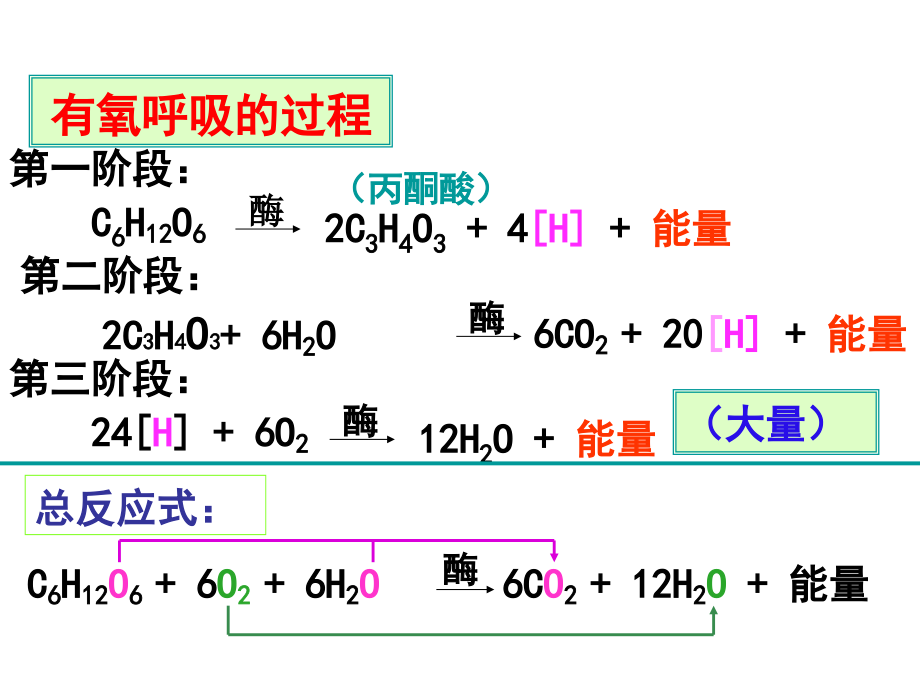 有氧呼吸过程演示集锦.ppt_第2页