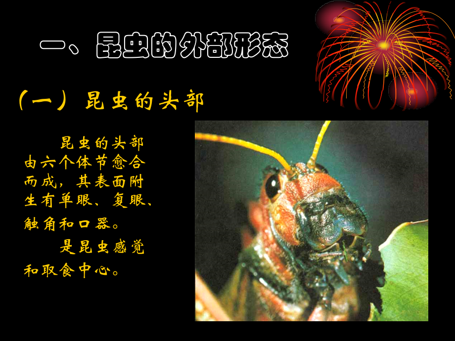 昆虫的形态、解剖与分类.ppt_第1页