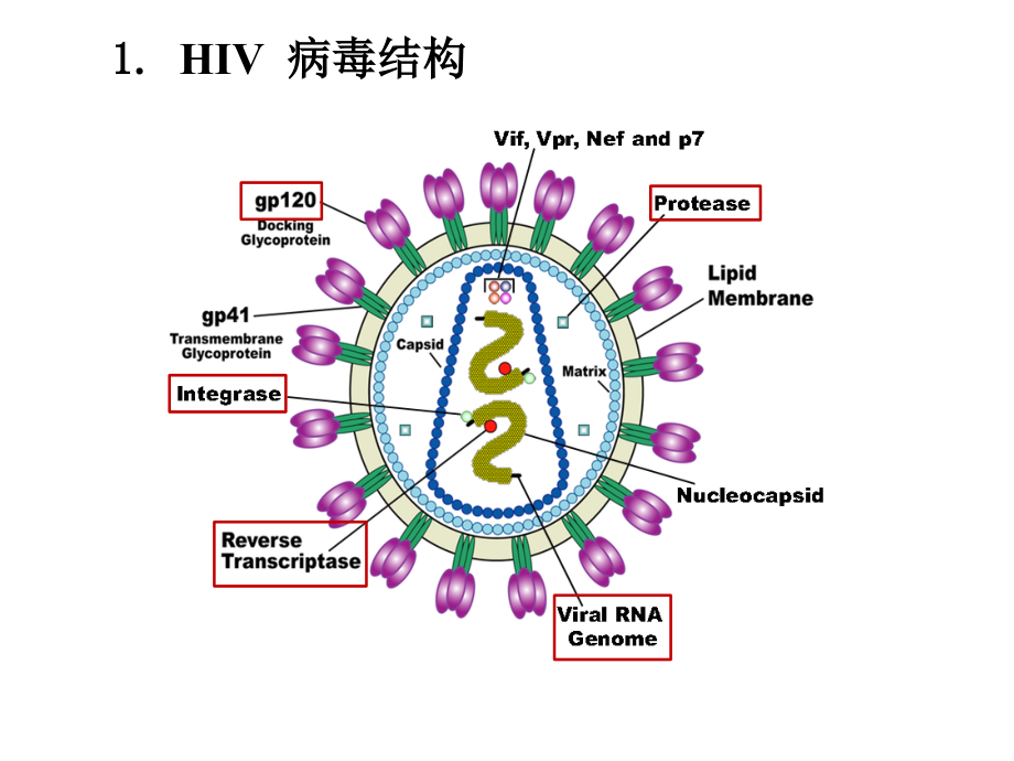 HIV结构与生物学-LJ.ppt_第2页