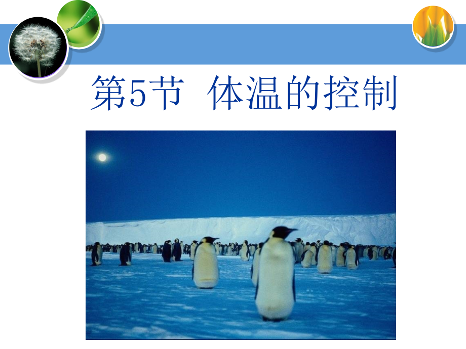 体温的控制教学.ppt_第1页
