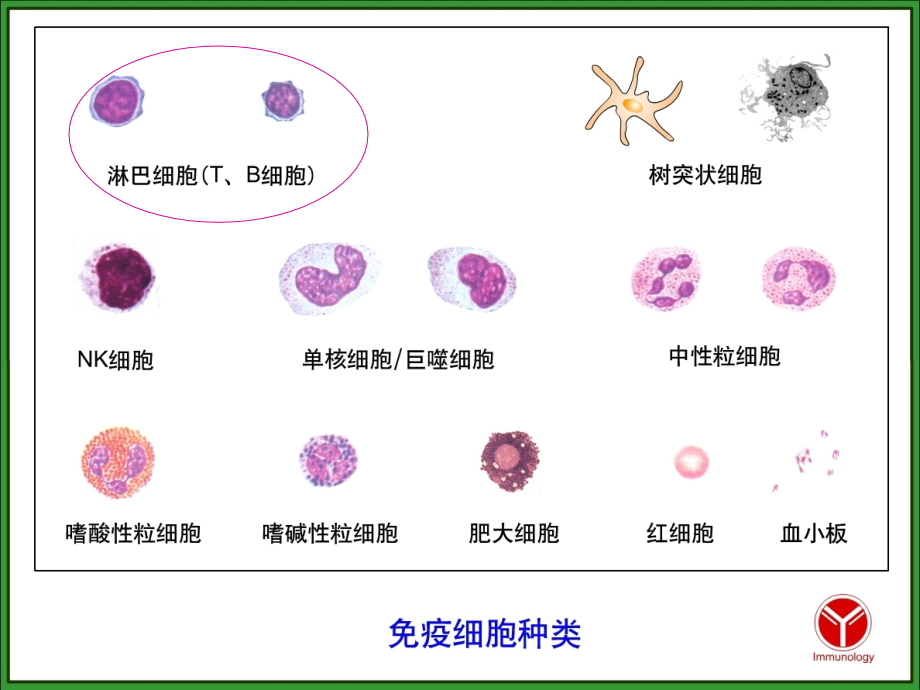 免疫-第七章-固有免疫.ppt_第1页