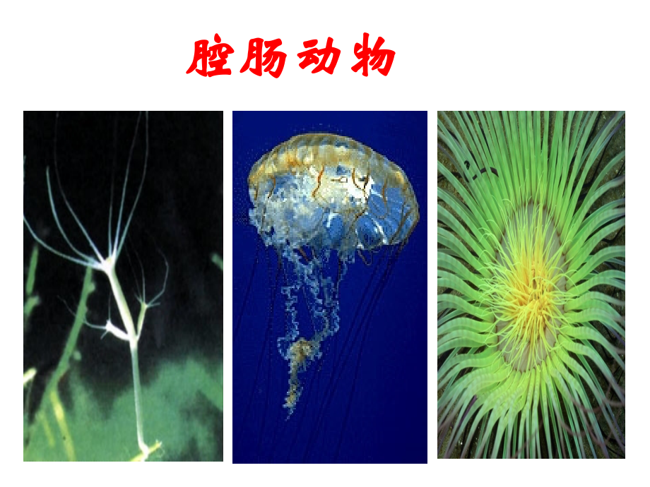 冀教版七年级生物上册《第四章-第二节-腔肠动物和扁形动物》课件.ppt_第1页