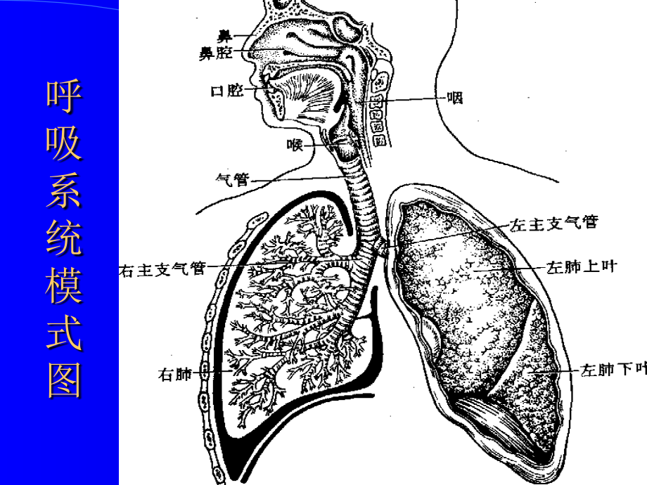 第六章呼吸系统.ppt_第2页