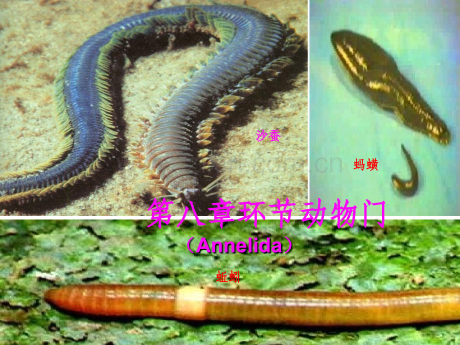 环节动物门.ppt_第1页
