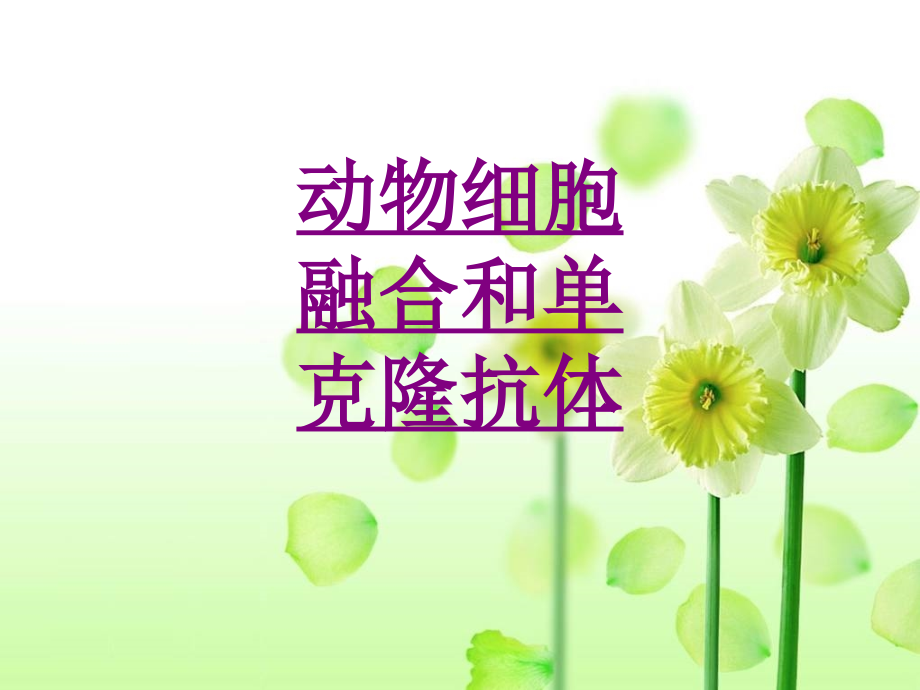 医学动物细胞融合和单克隆抗体.ppt_第1页