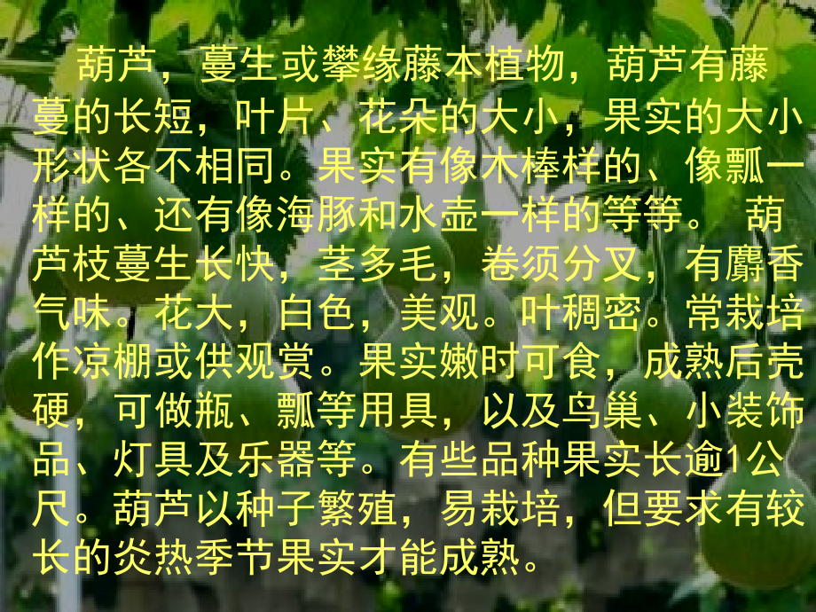 《我要的是葫芦》课件.ppt_第2页