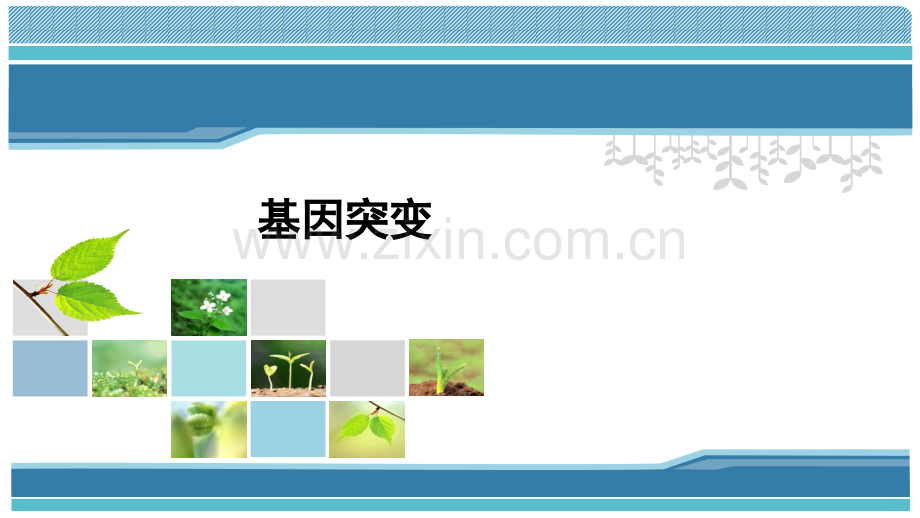 基因突变教育课件.ppt_第1页