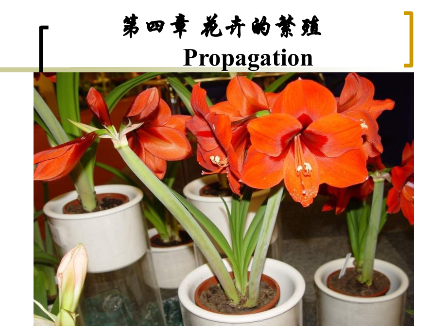 花卉繁殖.ppt_第1页