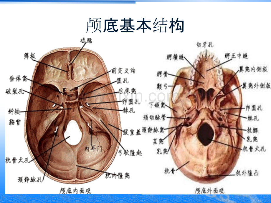 医学颅底基本结构及颅底骨折PPT.ppt_第2页