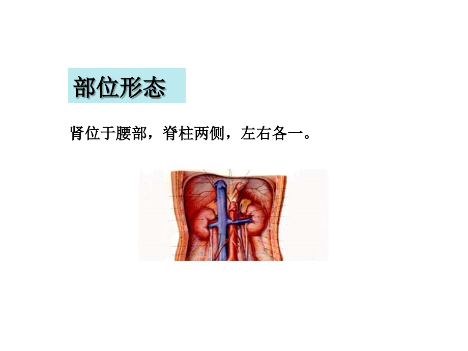 中五脏肾ppt.ppt_第2页