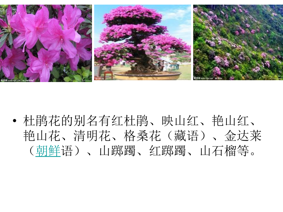 杜鹃花的形态特征.ppt_第1页