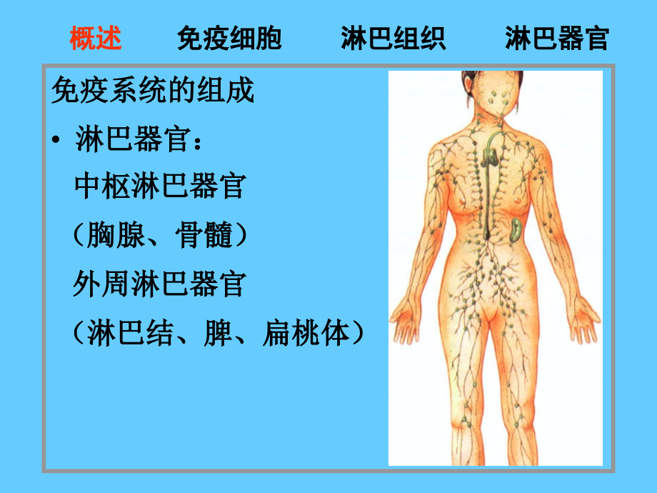 免疫系统PPT.ppt_第2页