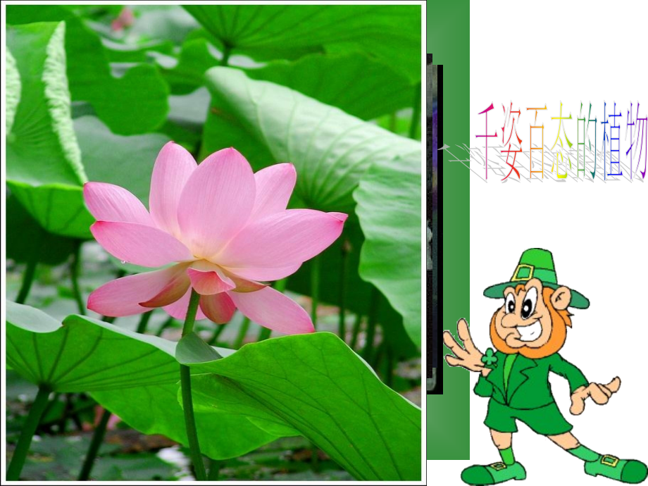 浙教版七年级下科学-1.4《植物的一生》(1).ppt_第2页