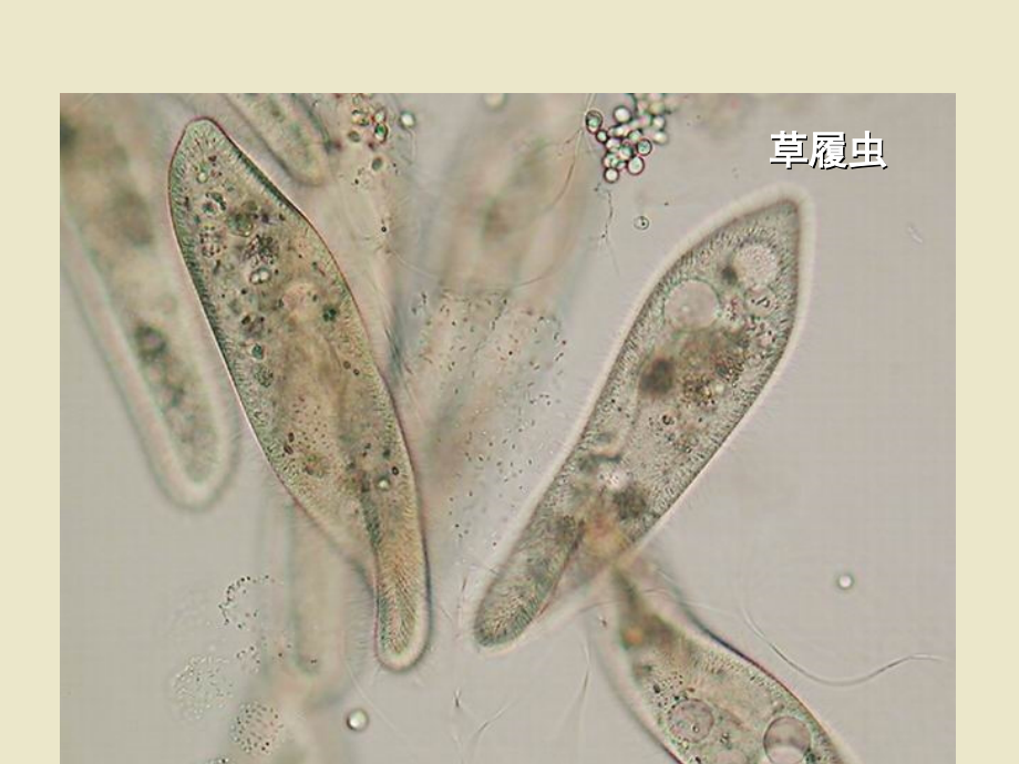 七年级生物上册第二单元第四节单细胞生物课件2.ppt_第2页