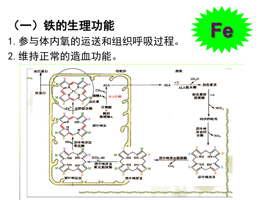 矿物质铁.ppt_第2页