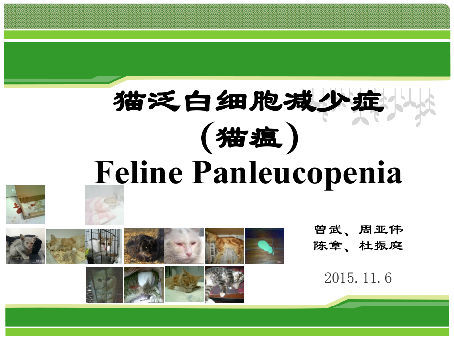 猫泛白细胞减少症-课件.ppt_第1页
