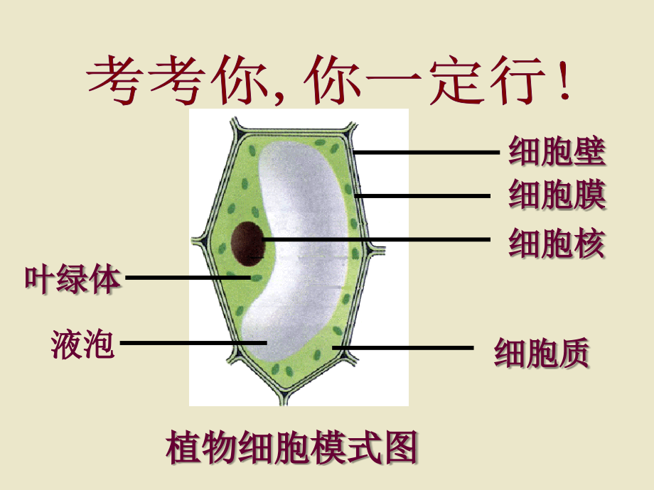七年级生物上册PPT课件第二单元第四节细胞的生活.ppt_第2页