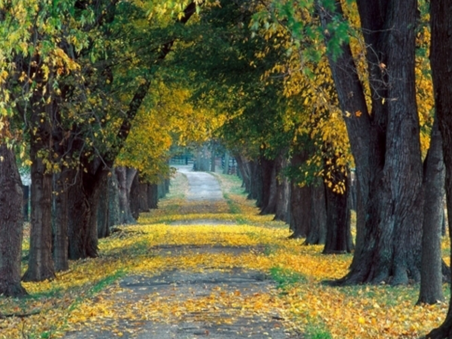 秋天的雨.ppt_第2页