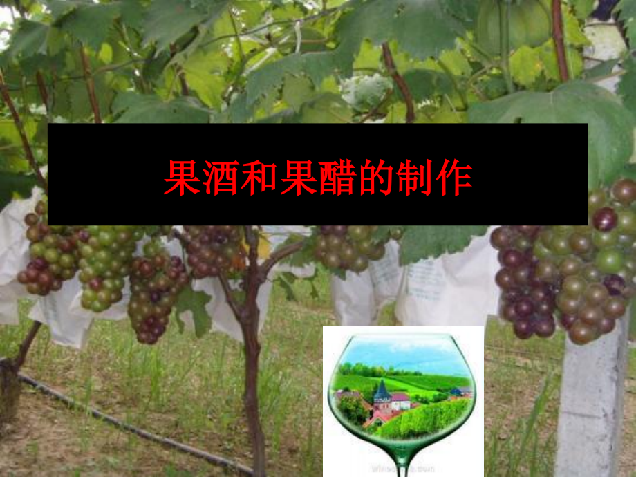 人教版高中生物选修1全套课件(正版)1.ppt_第2页