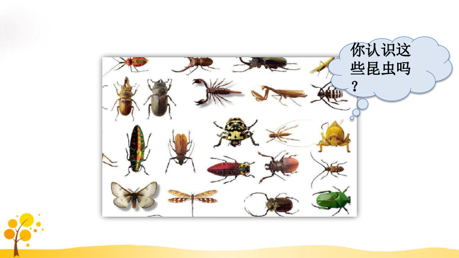 4.昆虫备忘录.ppt_第2页