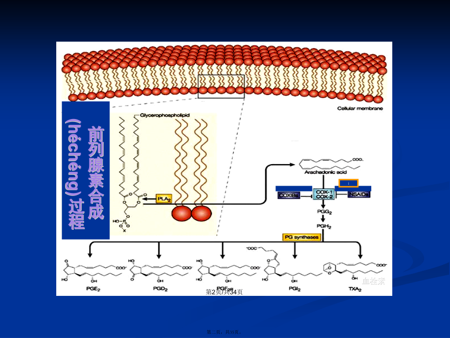 解热镇痛抗炎药6学习教案.ppt_第2页