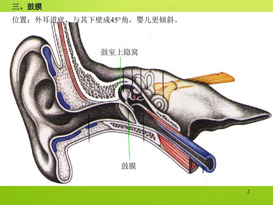 耳解剖图.ppt_第2页