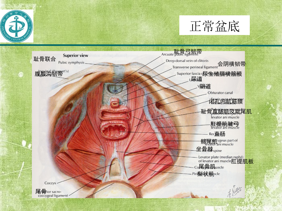 产后康复.ppt_第2页