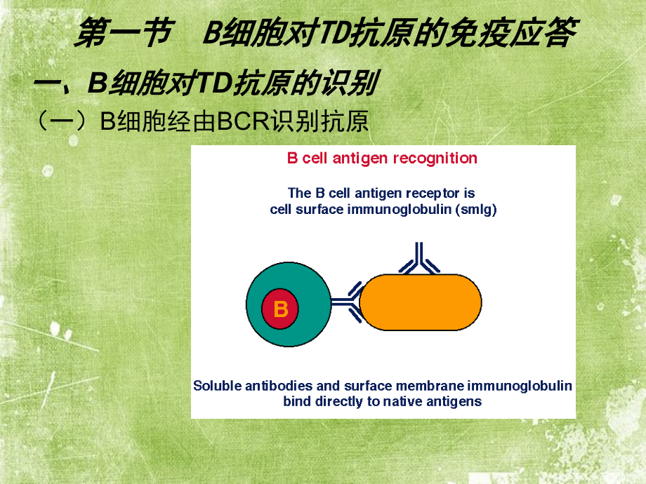 医学免疫学B淋巴细胞介导的特异性免疫应答.ppt_第2页