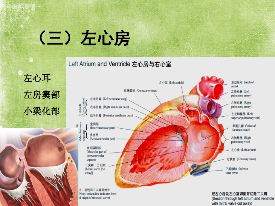 心脏三维解剖分析(左心).ppt_第1页