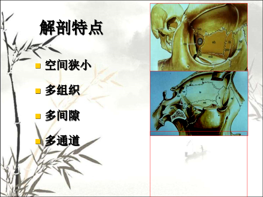 眼眶解剖基础与影像学定位诊断课件.ppt_第2页