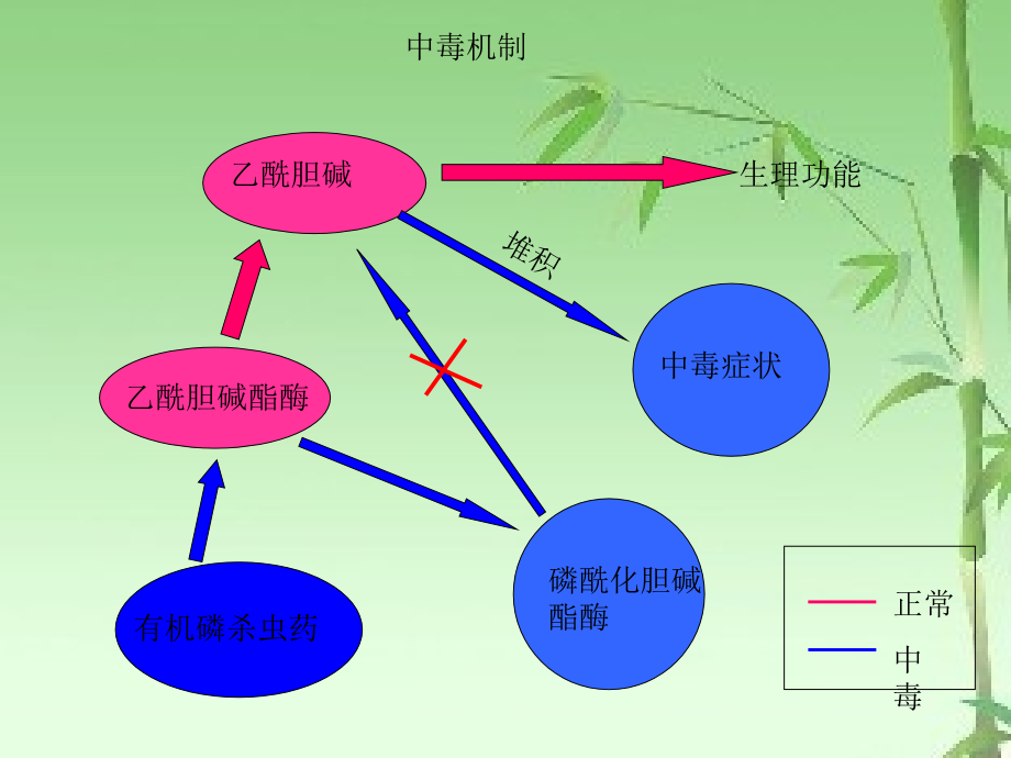 有机磷农药中毒症状与治疗.ppt_第2页