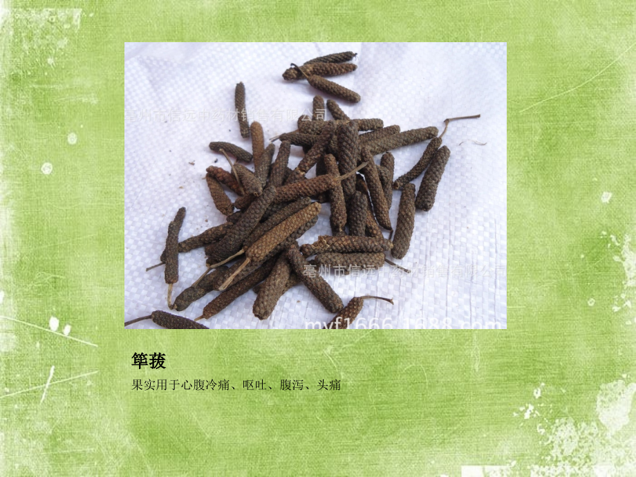 种子类中药.pptx_第1页