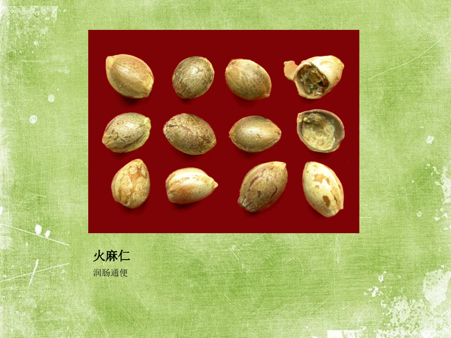 种子类中药.pptx_第2页