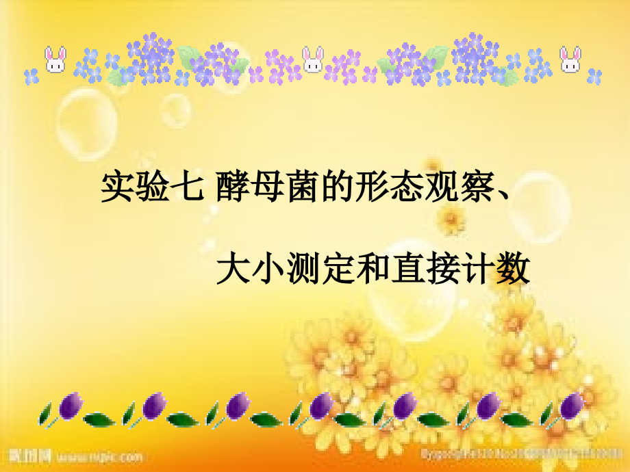 酵母菌的形态观察大小测定和直接计数.ppt_第1页