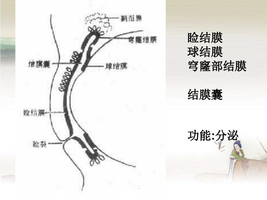 结膜炎病人的护理.ppt_第2页