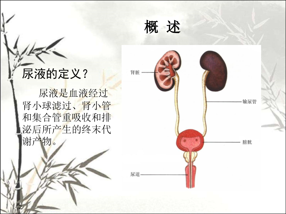 尿液检查课件.ppt_第2页